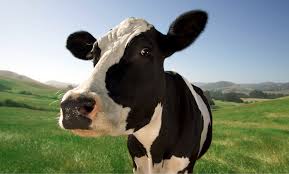 pasture cow