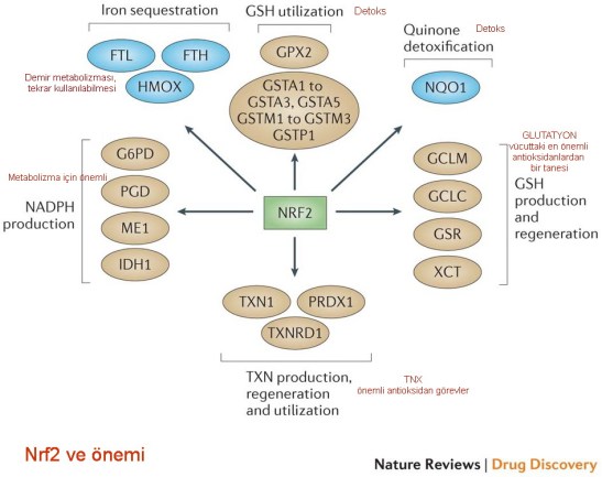TR importance of Nfr2