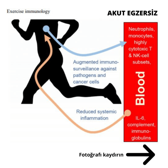 2 exercise immunology